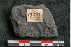 Foto (Detailansicht) von Camptopteris haastii Ettingshausen (NHMW-GEO-2024-0188-10297b)